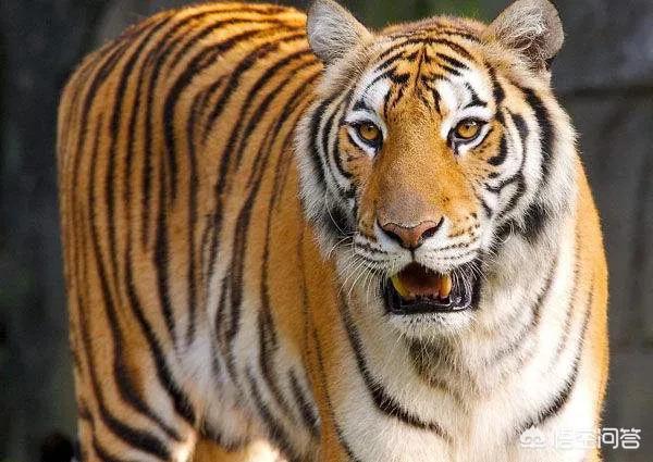熊猫和饲养员吵架:大熊猫会不会依赖它的饲养员呢