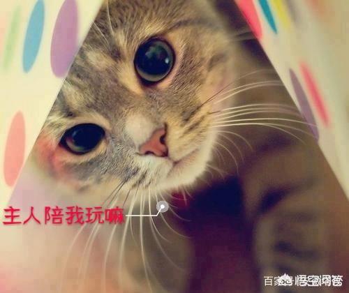 猫的铲屎官是什么意思是什么:猫叫铲屎官是什么意思 你是一名合格的“铲屎官”吗？