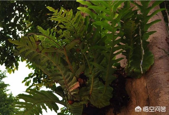 枫香树叶染饭:乌饭树可以大面积栽植吗？
