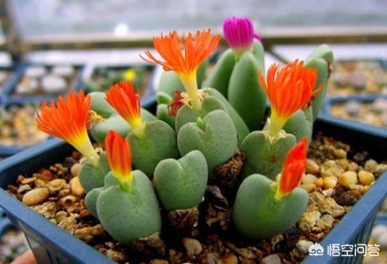 石花图片,新买的生石花挤的很紧，还用换盆吗？