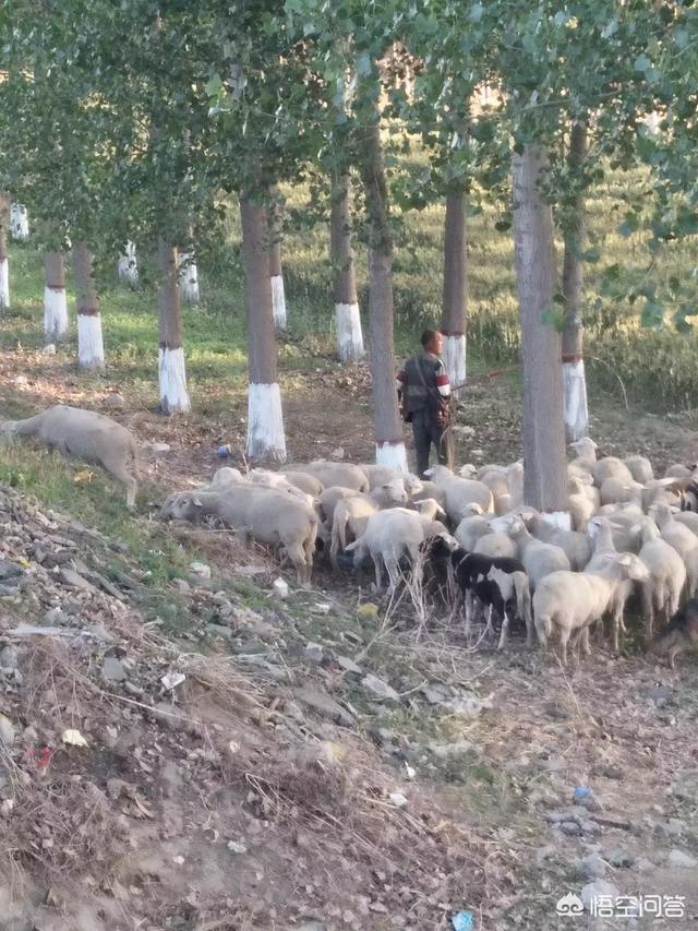 牛弓形虫病的症状图片:羊弓形虫病的症状图片 生猪出现高烧41℃，持续不退，是什么原因导致？该怎样治疗？