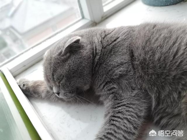 猫图:猫咪对不同的人会有区别吗？ 猫图片头像