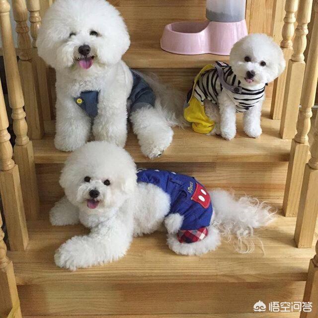 比熊吃的天然狗粮哪个牌子好:比熊狗狗吃什么狗粮好？又美毛又去泪腺的？