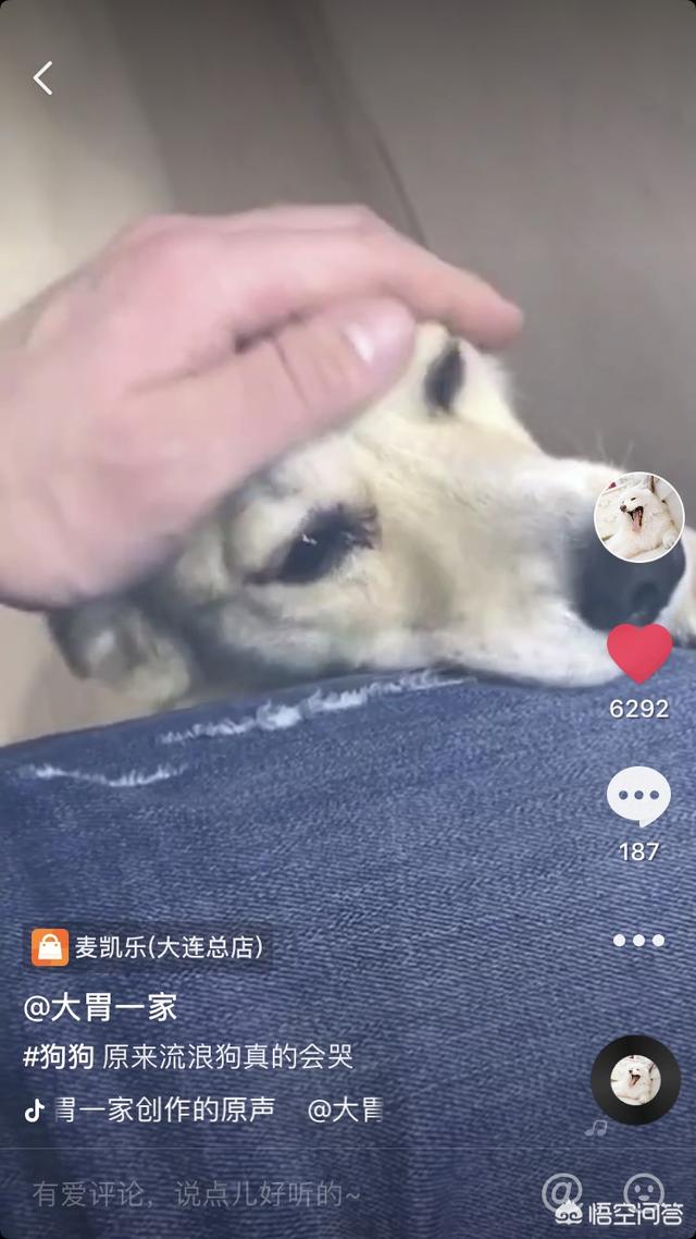 小姐与流浪狗3:如果你很喜欢一只流浪猫(或流浪狗)，你会有带回家养的冲动吗？
