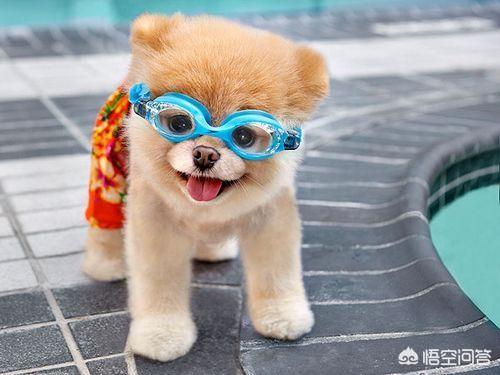 纪录片职业牵犬师视频:在公共场合遛狗可以吗？为什么？