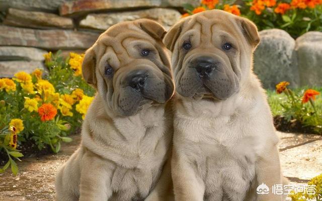 纪录片职业牵犬师视频:在公共场合遛狗可以吗？为什么？