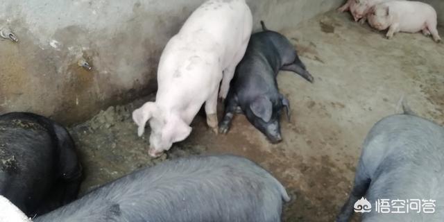 母猪过产期最晚过几天，母猪过产期3天了不吃食只喝水怎么办