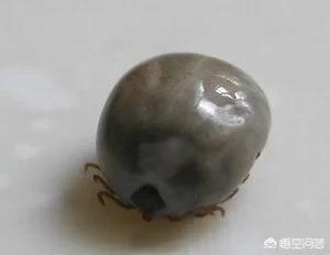 蜱虫病治疗:蜱虫怎么消灭 拉布拉多身上有蜱虫怎么治？