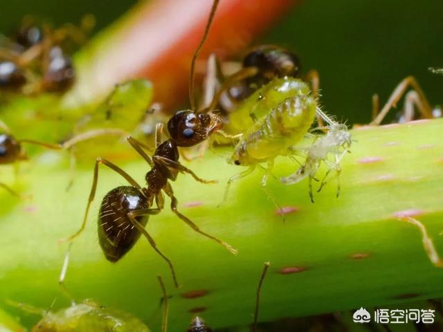 蚂蚁怕什么昆虫:蚂蚁真的是蚜虫的天敌吗？