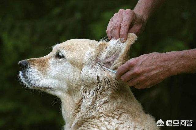 犬钩虫病吃什么食物好:狗狗耳螨不能吃肉么，狗狗耳螨该怎么处理好？