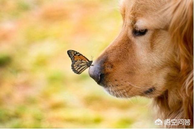 牧羊犬宠物狗的种类:雪纳瑞、金毛、边牧，你会选择养哪种狗狗？