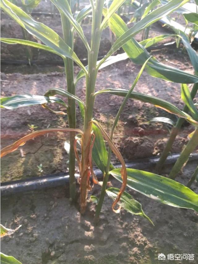 大姜茎腐病传染吗？该如何应对？