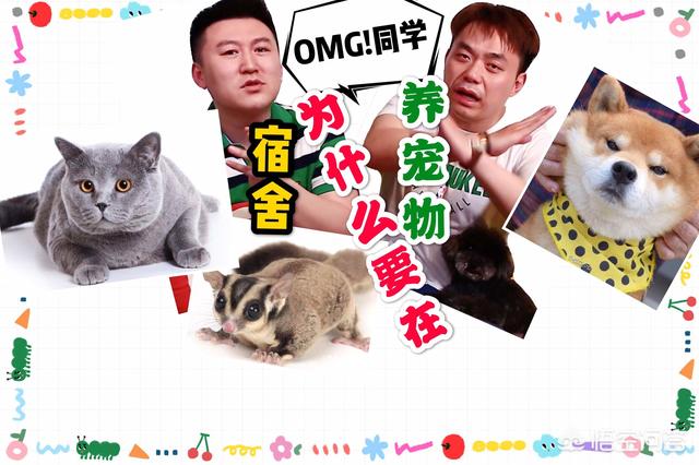 大学校园出现一只监考猫:你喜欢在大学里面养猫吗？