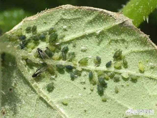 蚜虫怎么防治:蚜虫防治有什么好的办法吗？
