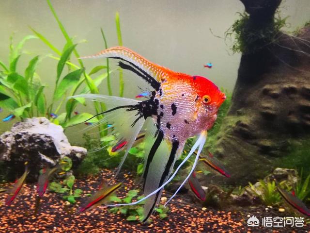 水族:水族新手刚入坑，如何获得最佳用户体验？