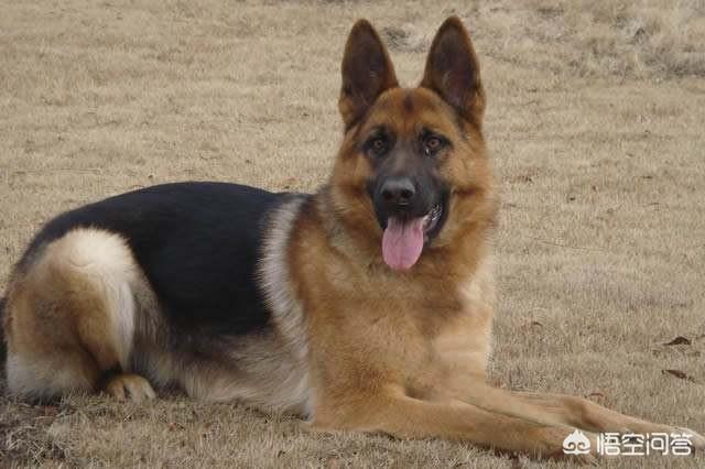 德牧是最好的护卫犬:金毛、边牧和德牧哪个最适合家养？ 比德牧厉害的护卫犬