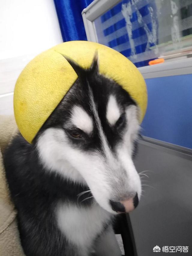 为什么哈士奇智商不高:哈士奇真的脑子有问题吗？
