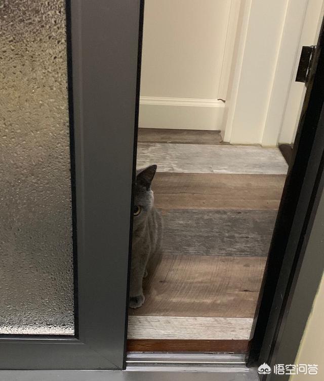 抖音吸猫是什么意思百度百科:抖音吸猫是什么意思 什么叫吸猫？为什么用“吸”这个字？