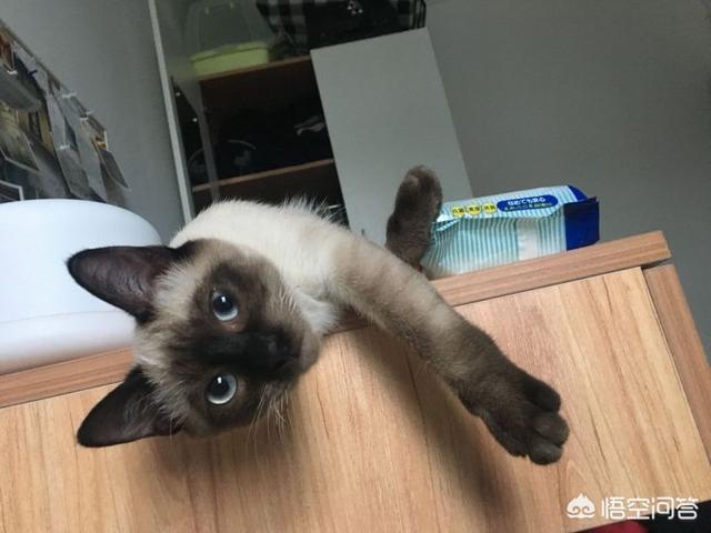 养猫还是养狗:没有养过宠物，应该先养猫还是先养狗？
