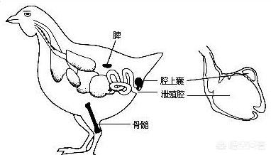 啄羊鹦鹉吃羊视频:啄羊鹦鹉 鸡鸭鱼羊猪的哪些部位是不能吃的？