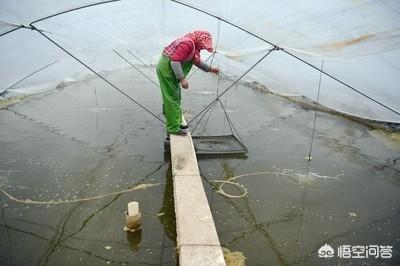 淡水虾养殖:养殖澳洲淡水龙虾的前景如何？