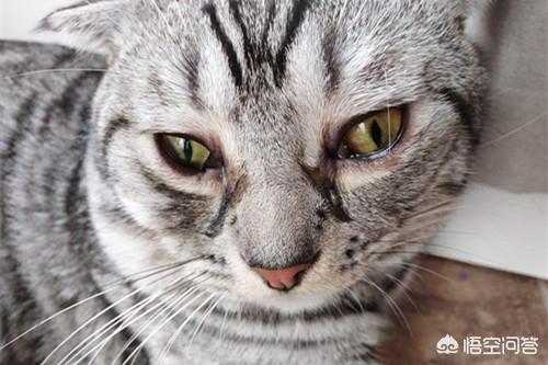 什么猫容易有泪痕:猫咪的眼里含有泪水，这是什么情况？