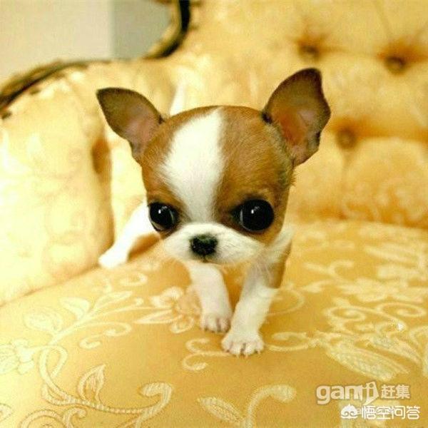 小吉娃娃好养吗:吉娃娃小狗几个月的时候长的最快？