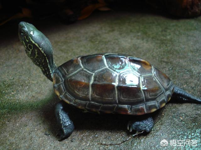 淘宝上5块钱的草龟苗跟20块的草龟苗有什么区别？