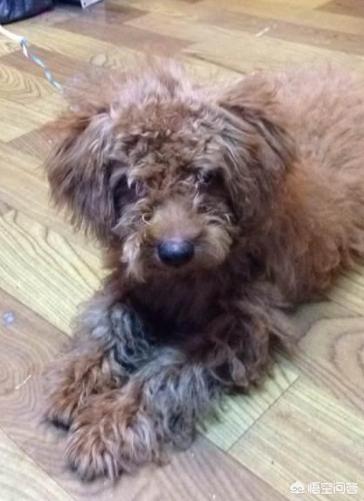 狗狗绝育后会变温柔嘛:给狗狗绝育有哪些好处呢？