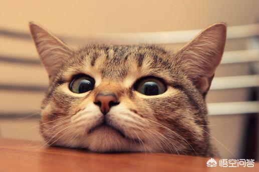 猫发情怎么办:宠物猫发情了的症状有那些，该怎么办？