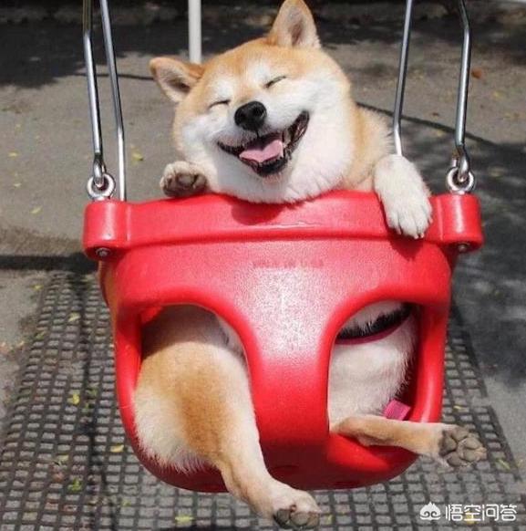 小柴犬阿旺的和风式生活百度云:想养一只柴犬，家里没有院子，能不能养？