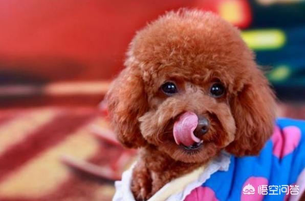 泰迪乱咬牵引绳:你家泰迪犬最反感的是什么？