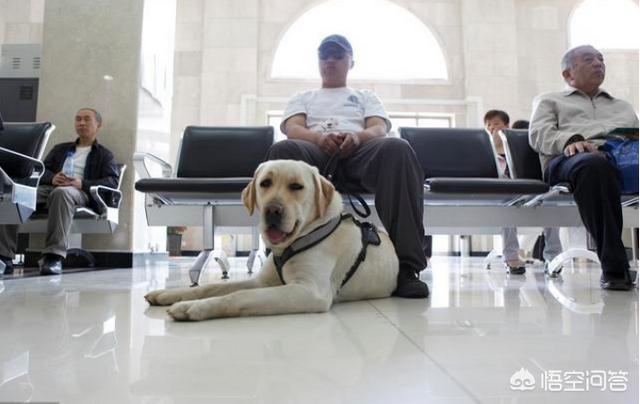 中国导盲犬品种:中国正在征用的军警犬有哪些？