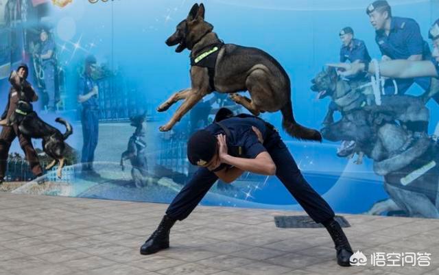 中国导盲犬品种:中国正在征用的军警犬有哪些？
