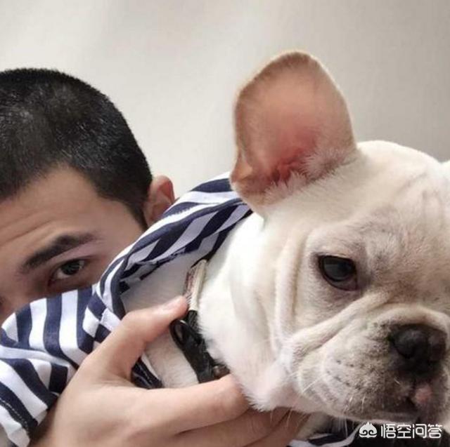 法国斗牛犬吧:为什么说养法国斗牛犬要有一定的“实力”呢？