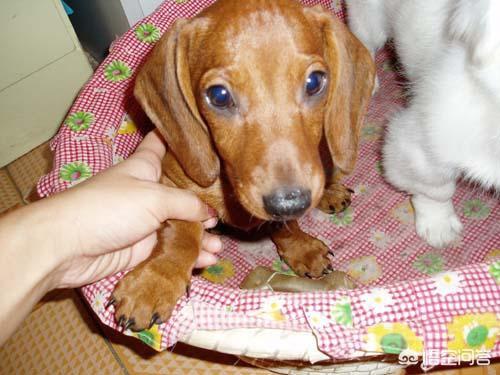 犬传染性气管支气管炎的临床表现:狗狗天冷以后总是咳嗽，怎么办？