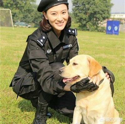 拉布拉多图片 警犬:警犬拉布拉多樱桃图片 拉布拉多寻回犬和拉布拉多猎犬，两者到底有什么区别？