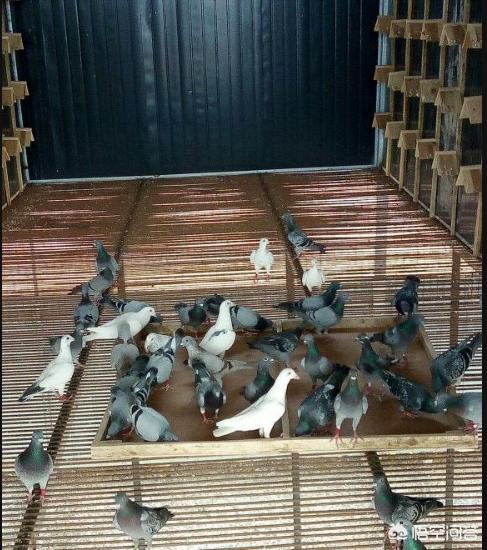 鸽子喂食时间:鸽子一天到底喂多少喂几次？