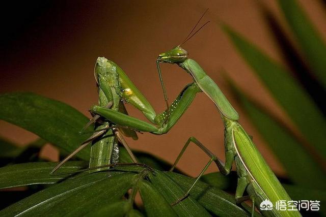 雌螳螂一定会吃掉自己的配偶吗，雌性螳螂为什么在和雄性螳螂交配之后吃掉他