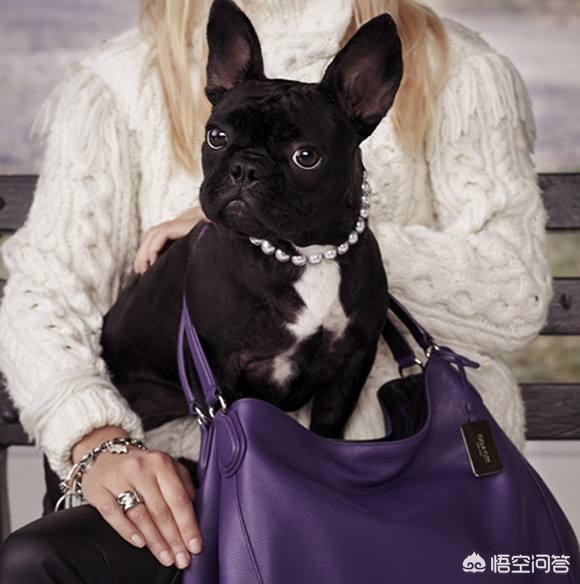 法国斗牛犬吧:为什么说养法国斗牛犬要有一定的“实力”呢？