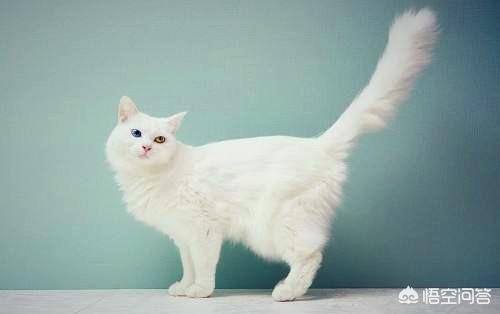 宠物猫图片白色:猫的眉毛和胡子为什么是白色的？