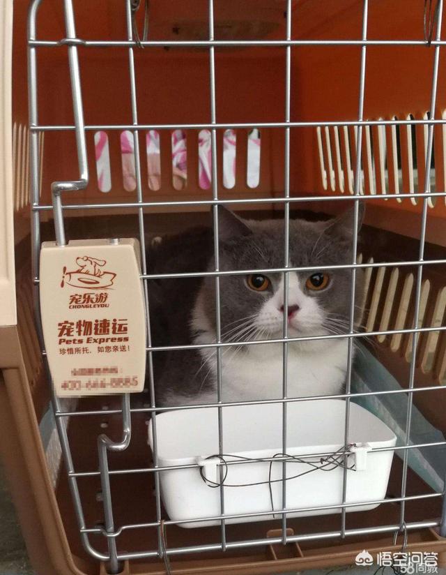 宠物健康知识讲座:关于宠物口腔护理有哪些小知识？