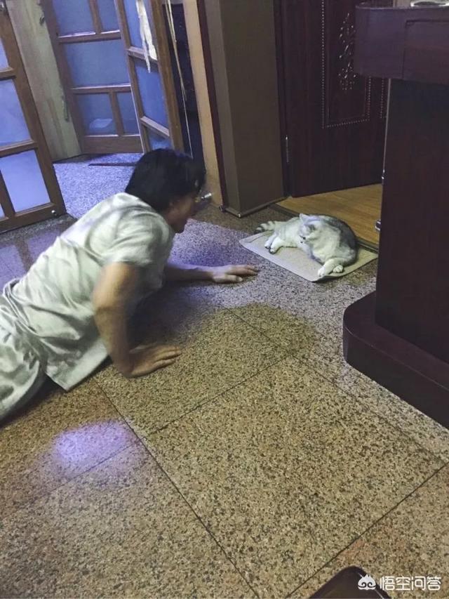 猫舍道乐堂:爸妈不同意你养宠物，但后来行为却完全相反是一种怎样的体验？