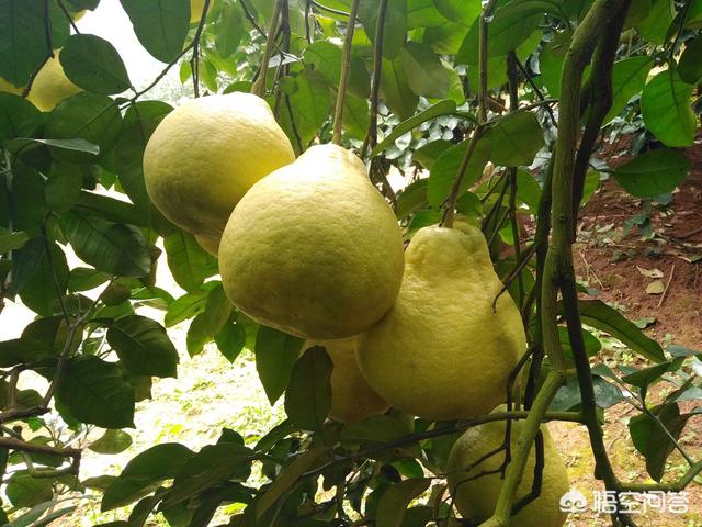 头条问答 柚子施什么肥最甜 33个回答