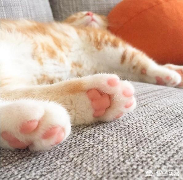 猫叔图片:#宠爱日# 你收养过流浪动物吗？你和它有什么故事？
