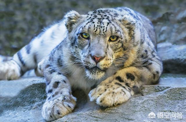 锈斑猫途:为什么印度这么多野生猫科动物？
