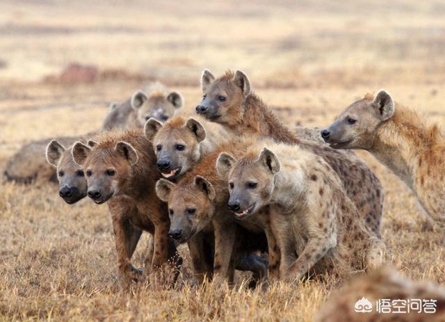 野狗和鬣狗谁的战斗力更强，如果北美公灰狼能和非洲母斑鬣狗单挑，谁更狠