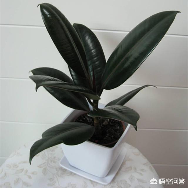 室内净化空气植物:家里放什么绿植能净化空气？