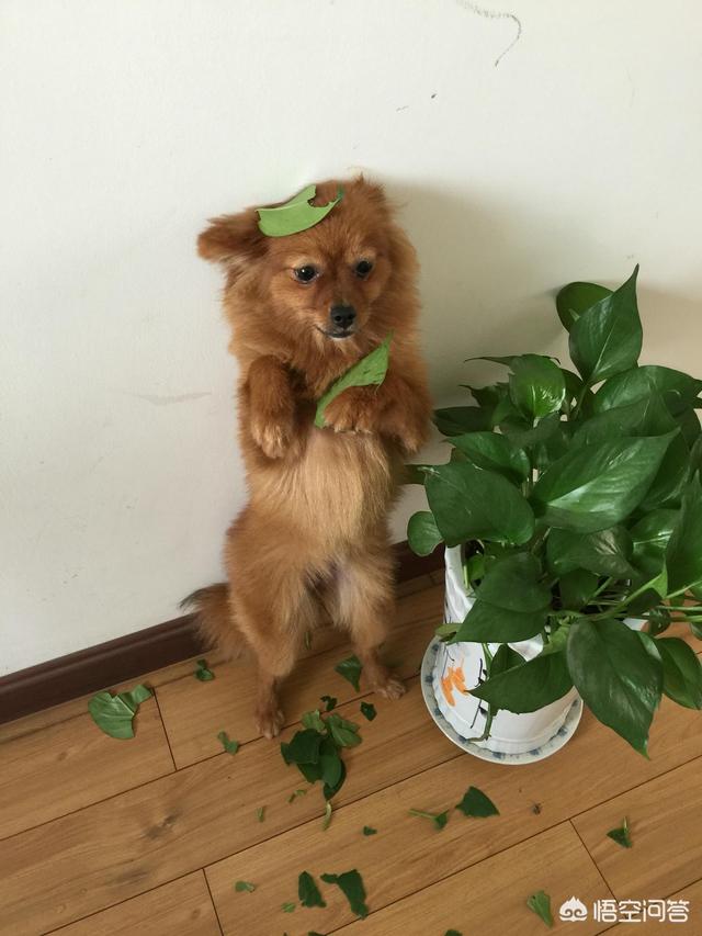 狗狗吃了绿萝的叶子 该怎么办 风和日丽的回答 头条问答