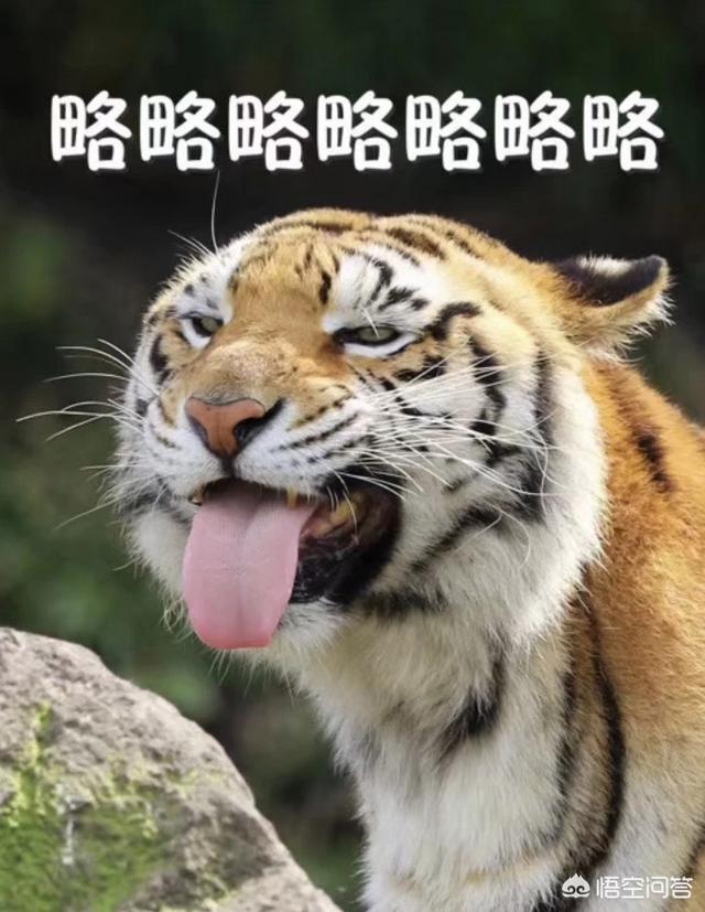 猫爪子:猫的爪子上会有弓形虫吗？